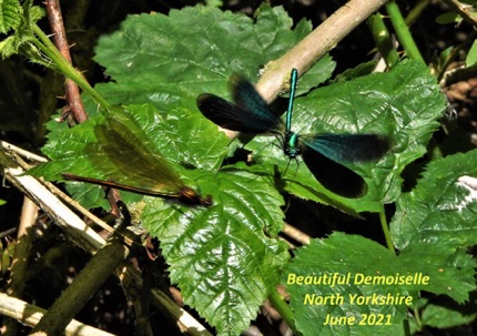 Beautiful Demoiselle